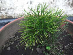 Image of whisk fern