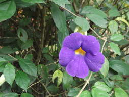 Image de Thunbergia erecta (Benth.) T. Anders.