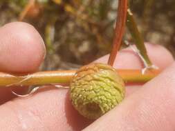 Image of Tersonia cyathiflora (Fenzl) A. S. George ex J. W. Green