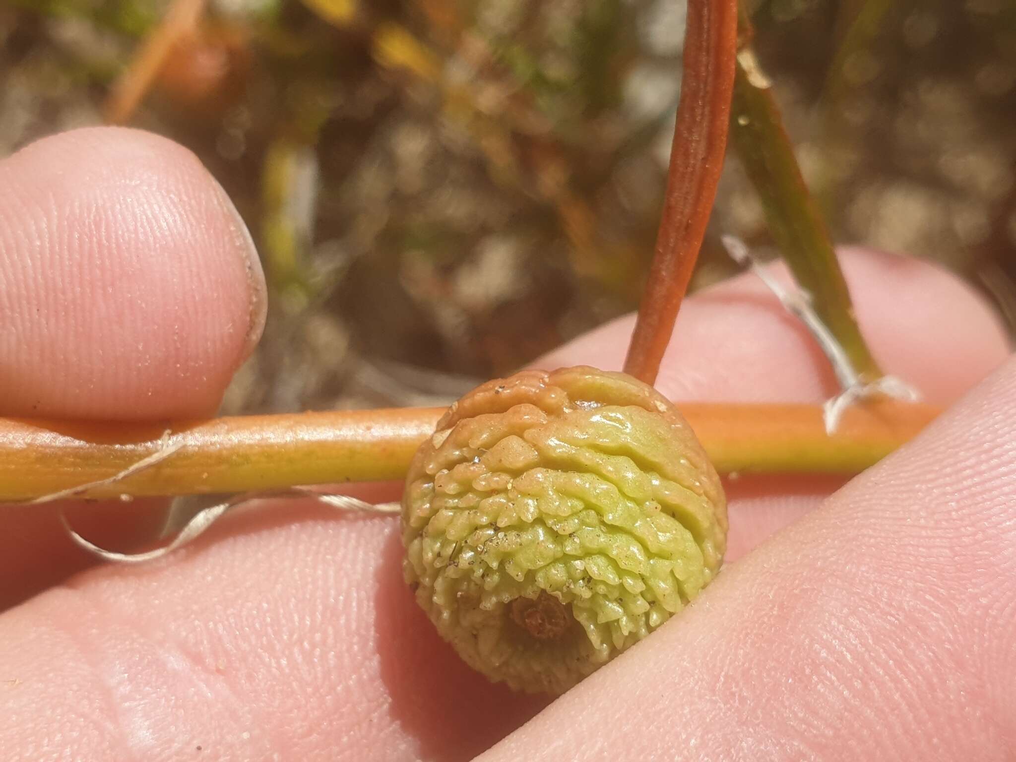 صورة Tersonia cyathiflora (Fenzl) A. S. George ex J. W. Green