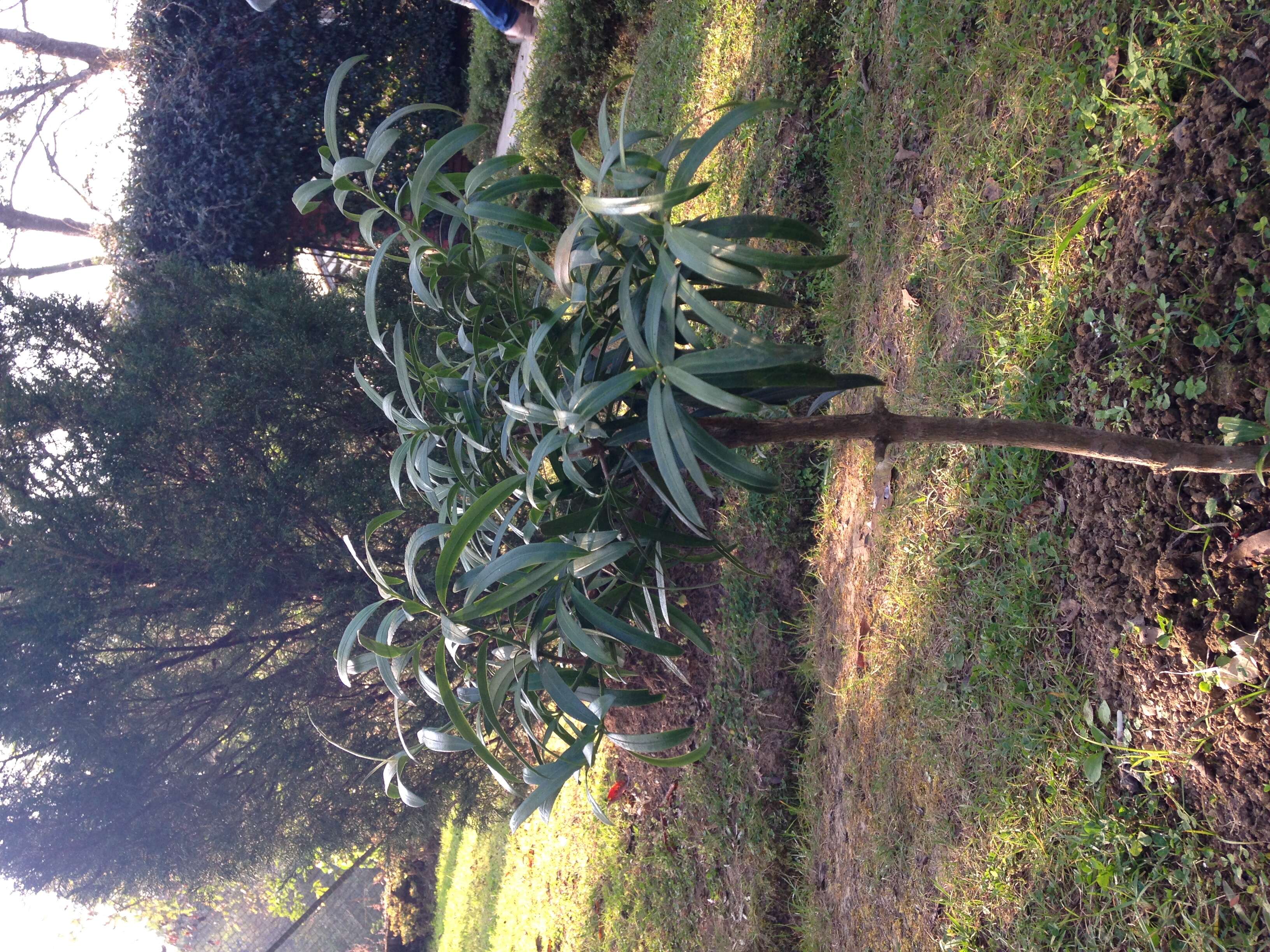 Image of Brown Pine