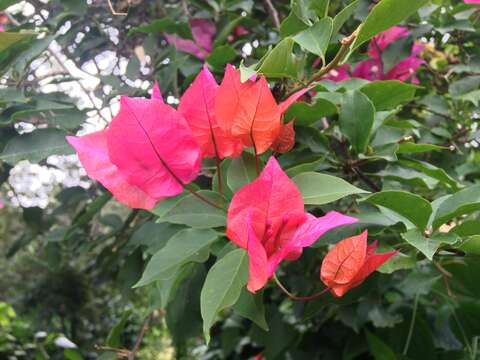 Слика од Bougainvillea glabra Choisy