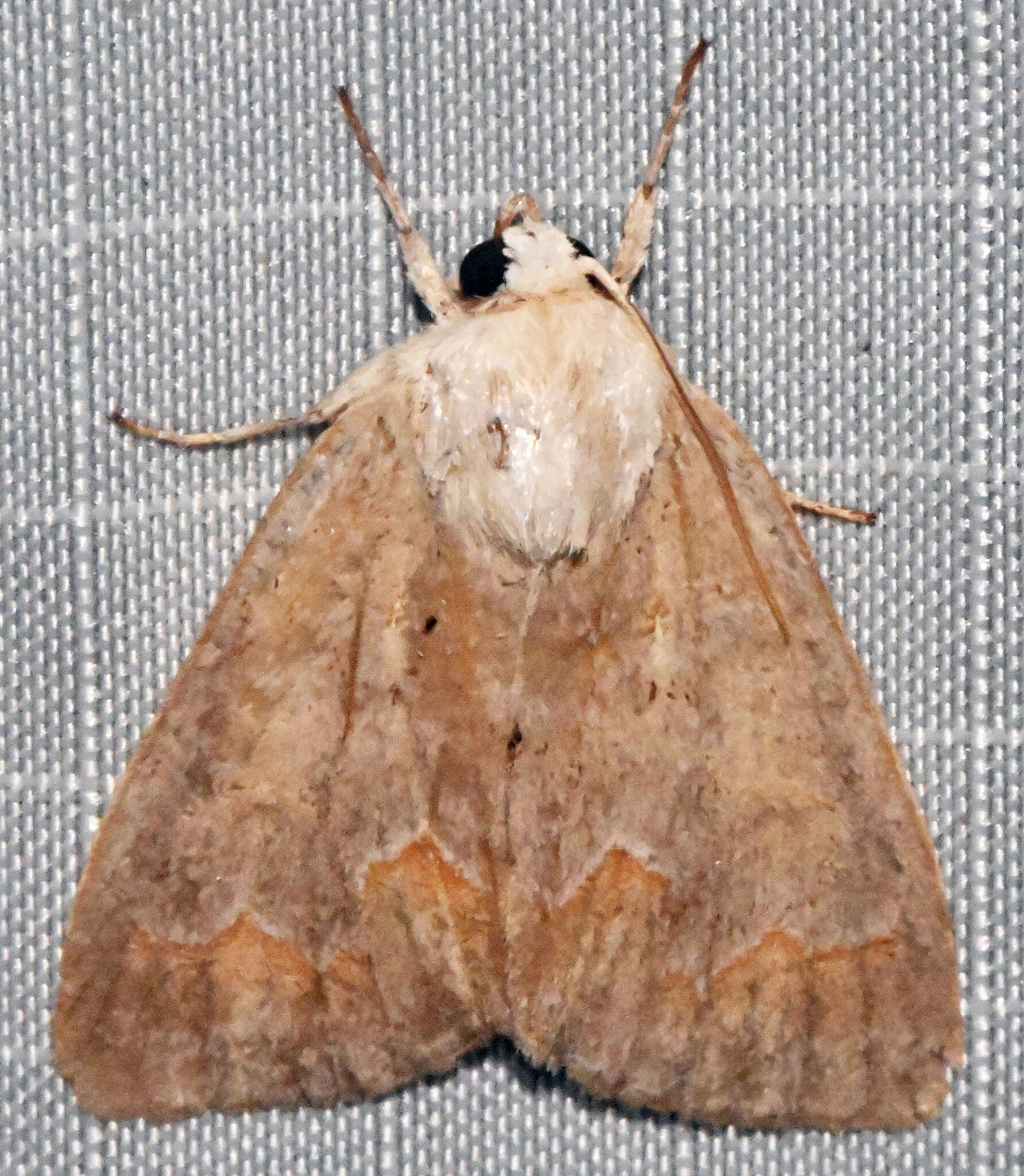 Image of Birch Dagger Moth