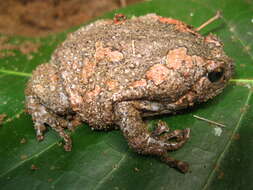 Image of Sri Lankan Bullfrog