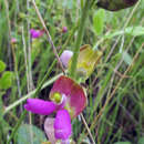 Image of Sonoran bean