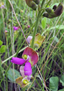 Image of Sonoran bean