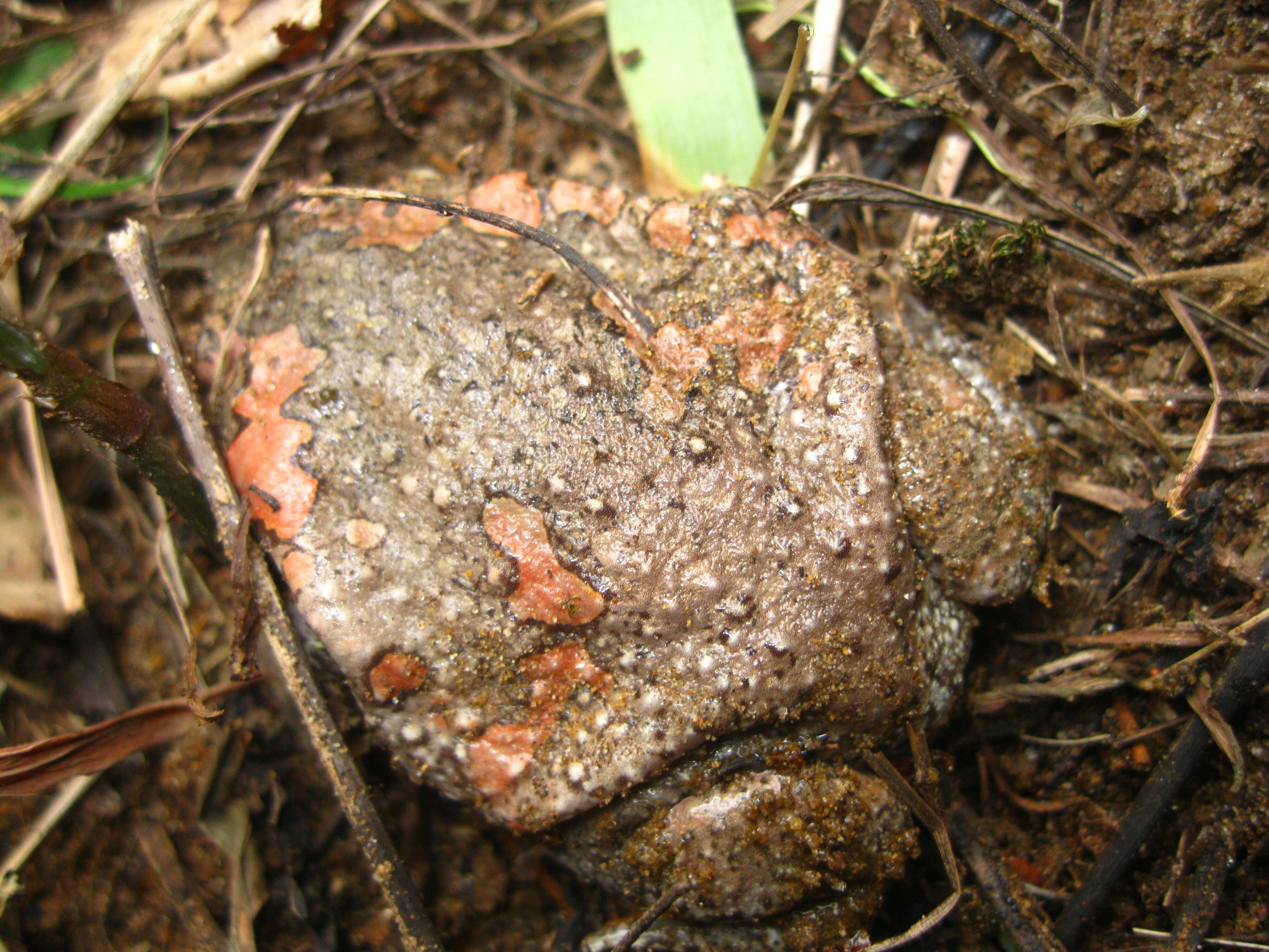 صورة Uperodon taprobanicus (Parker 1934)