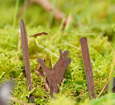 Image of Clavulina tasmanica (Berk. ex Cooke) Corner 1950