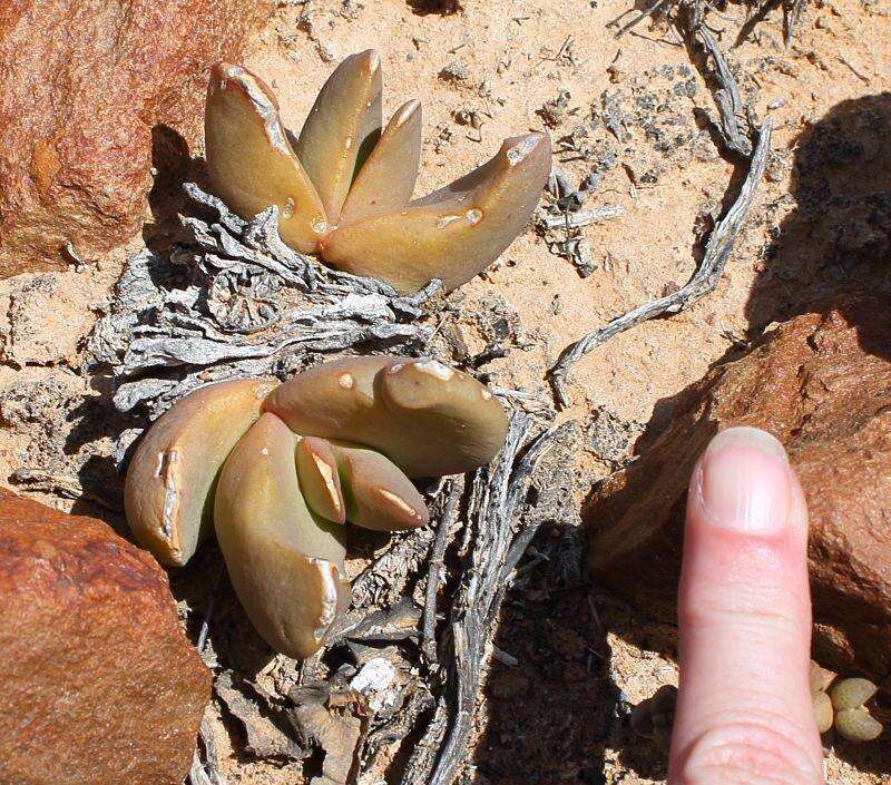 Image of Glottiphyllum suave N. E. Br.