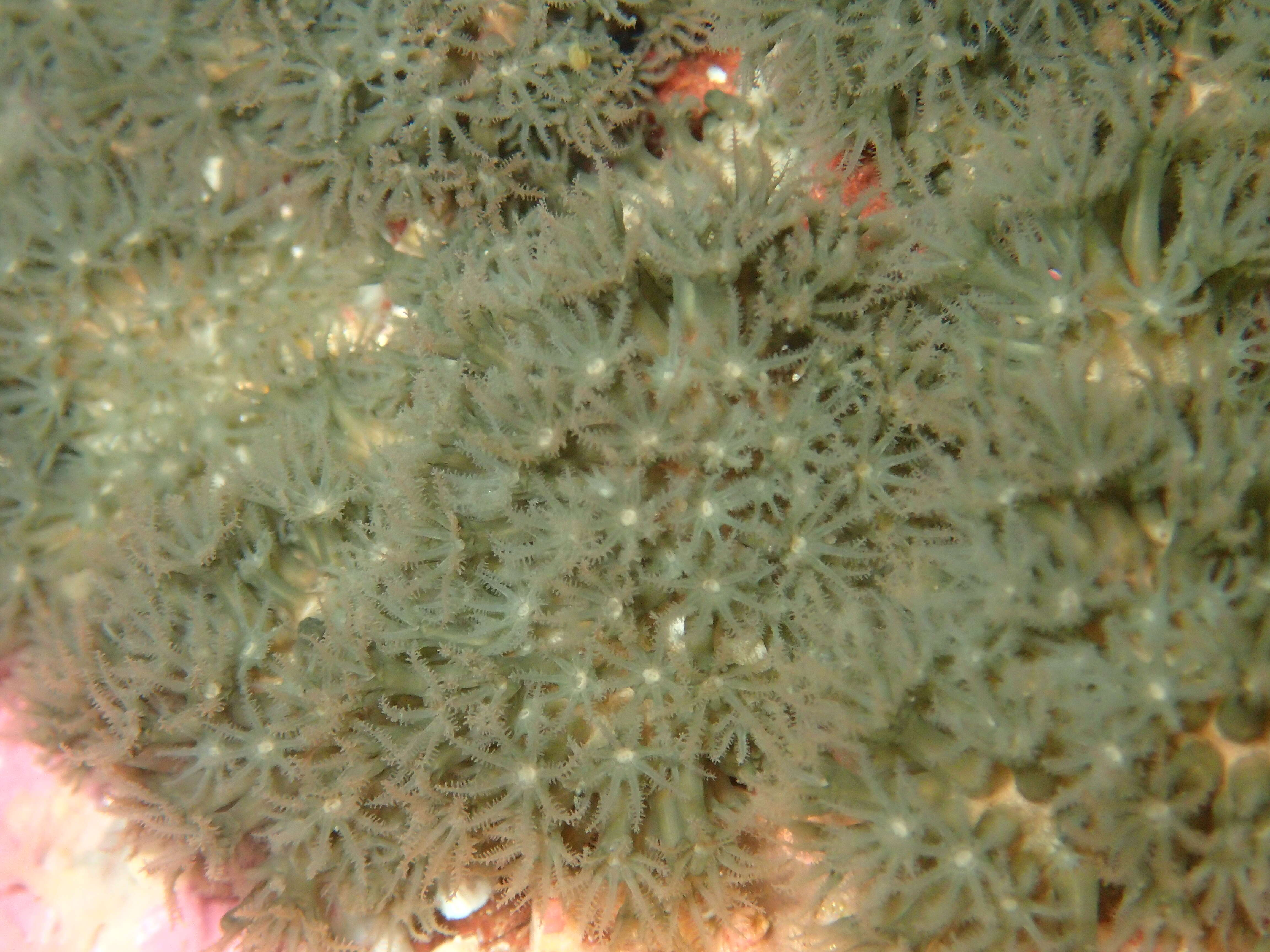 Image of Purple soft coral