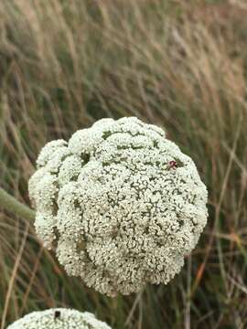 Image of Daucus carota subsp. halophilus (Brot.) A. Pujadas