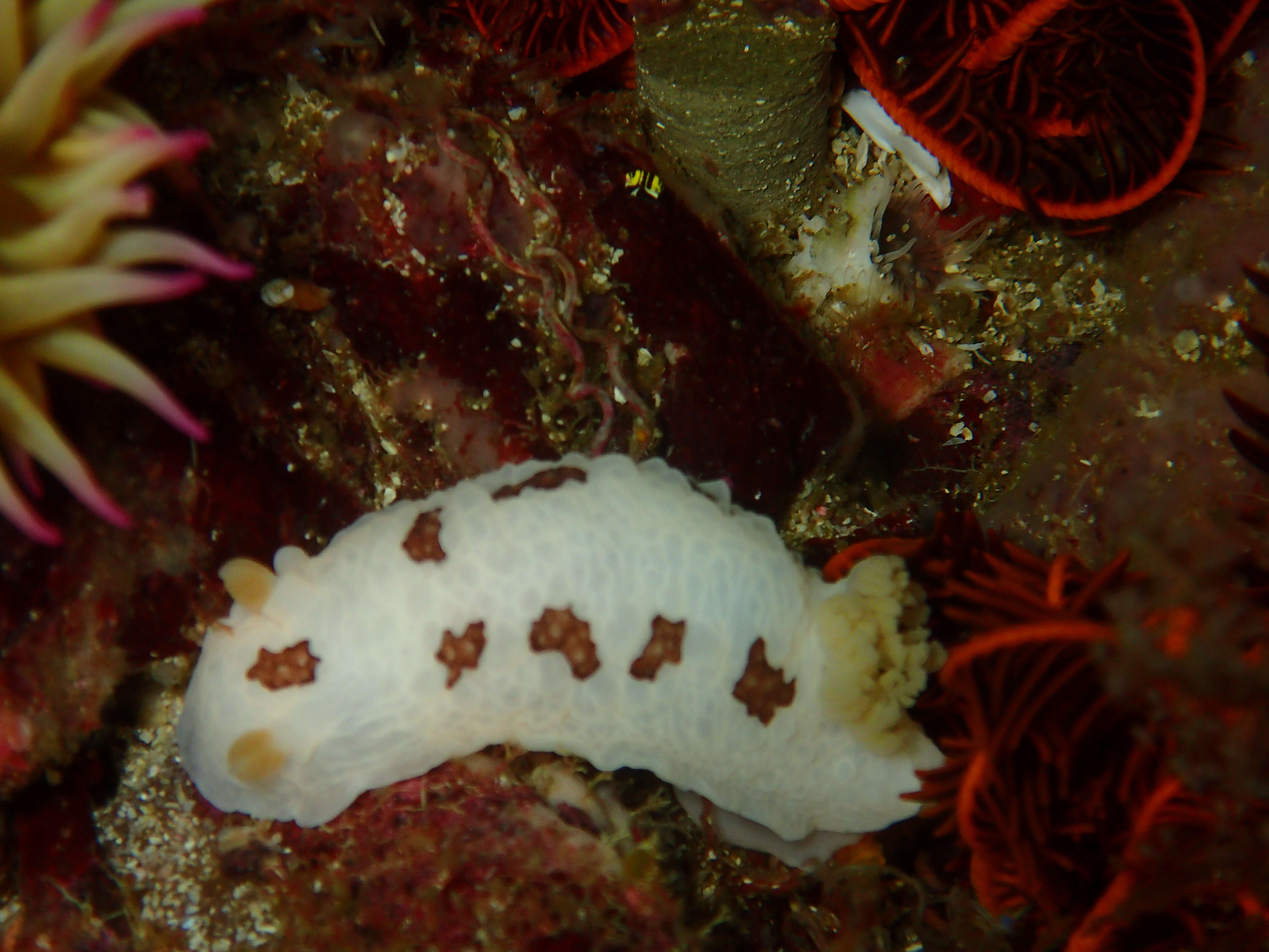 Image of Aphelodoris Bergh 1879