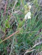 Image of smooth yellow vetch