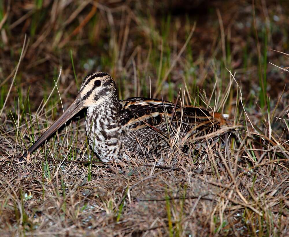 Gallinago undulata (Boddaert 1783)的圖片