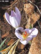 Image of Andrena karia