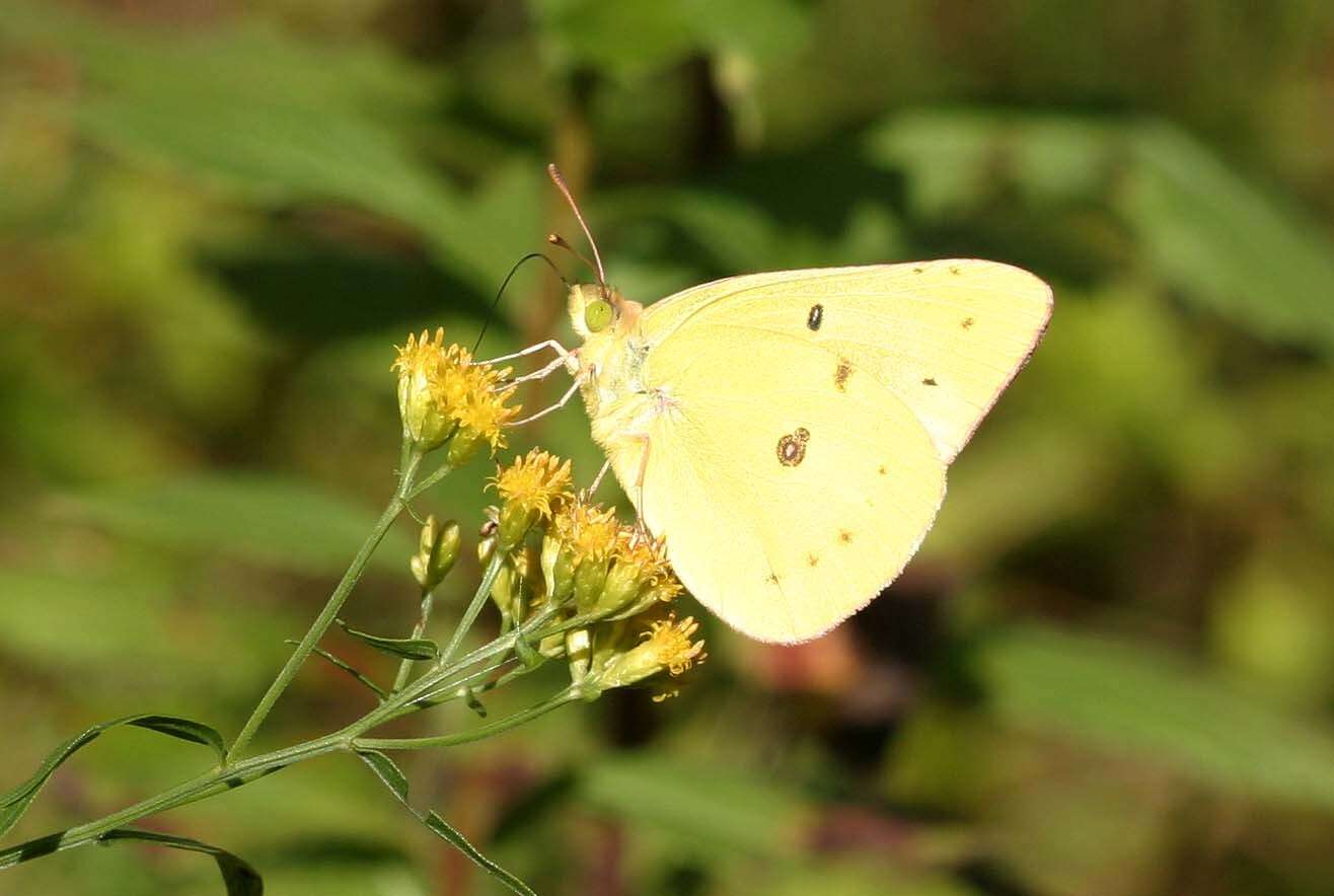 Image of Orange Sulphur