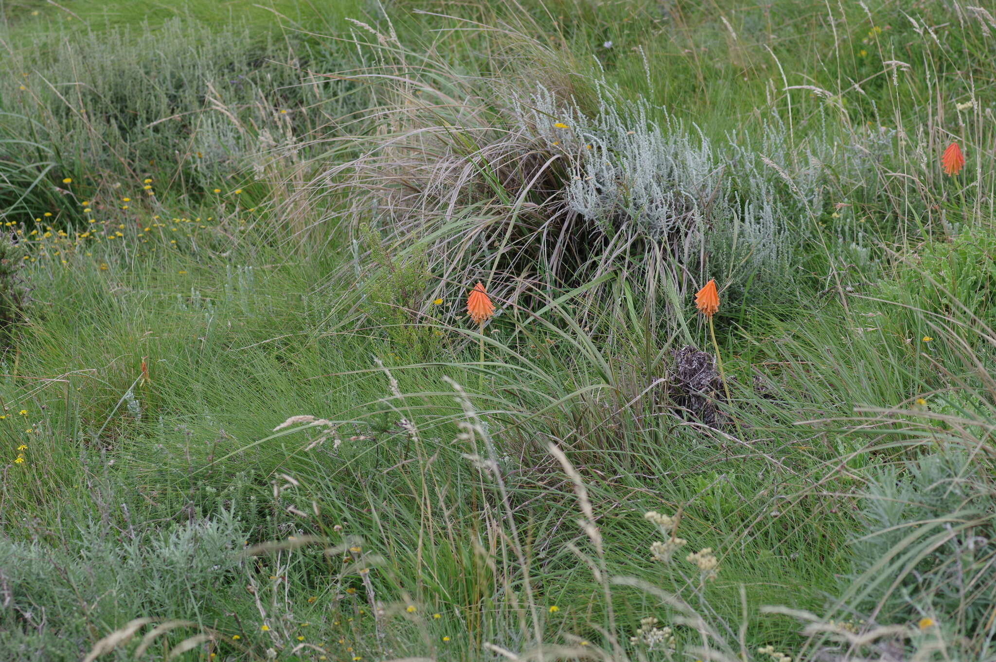 Image of Kniphofia triangularis Kunth