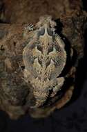 Image of Desert Horned Lizard