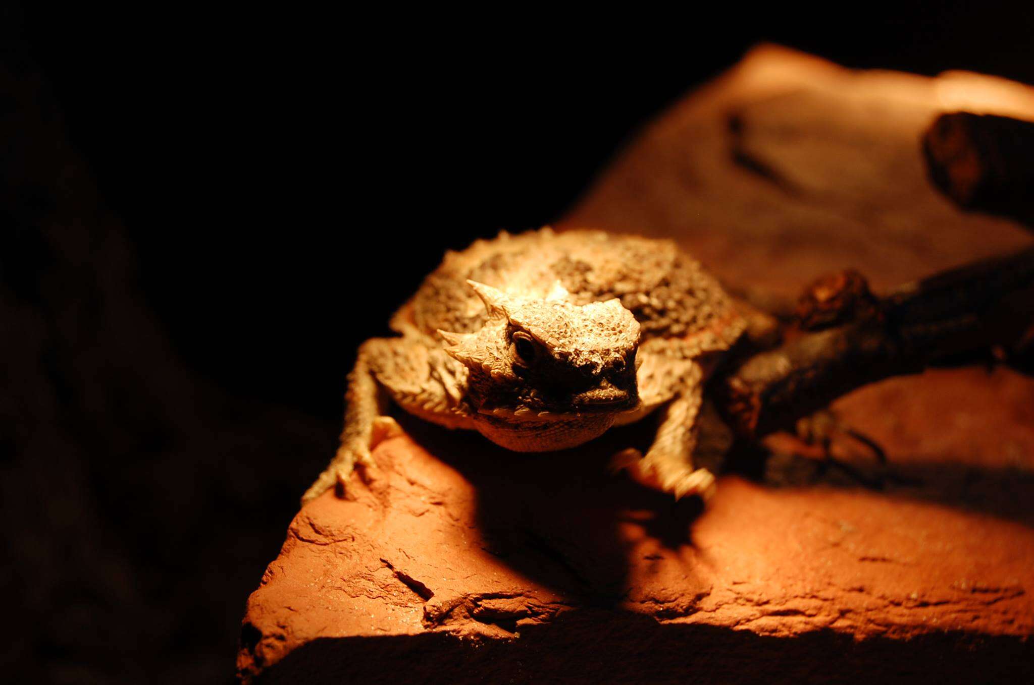 Image of Desert Horned Lizard