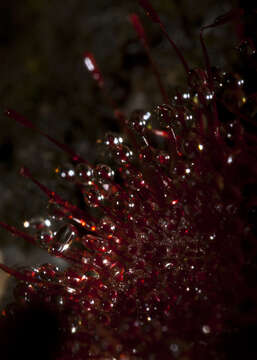 Image of <i>Drosera burmanni</i>