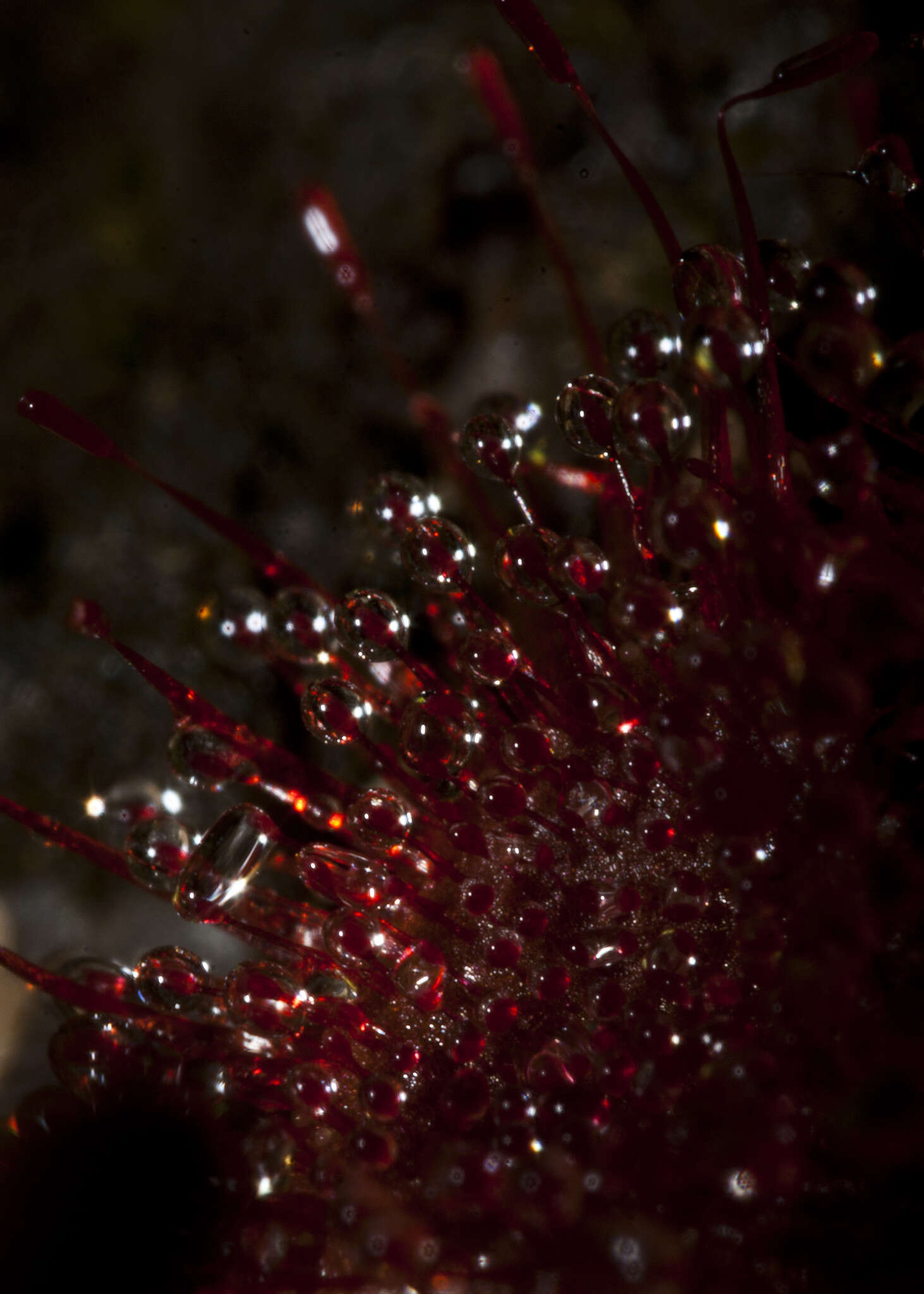 Imagem de <i>Drosera burmanni</i>