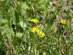 Image of Andrena agilissima (Scopoli 1770)