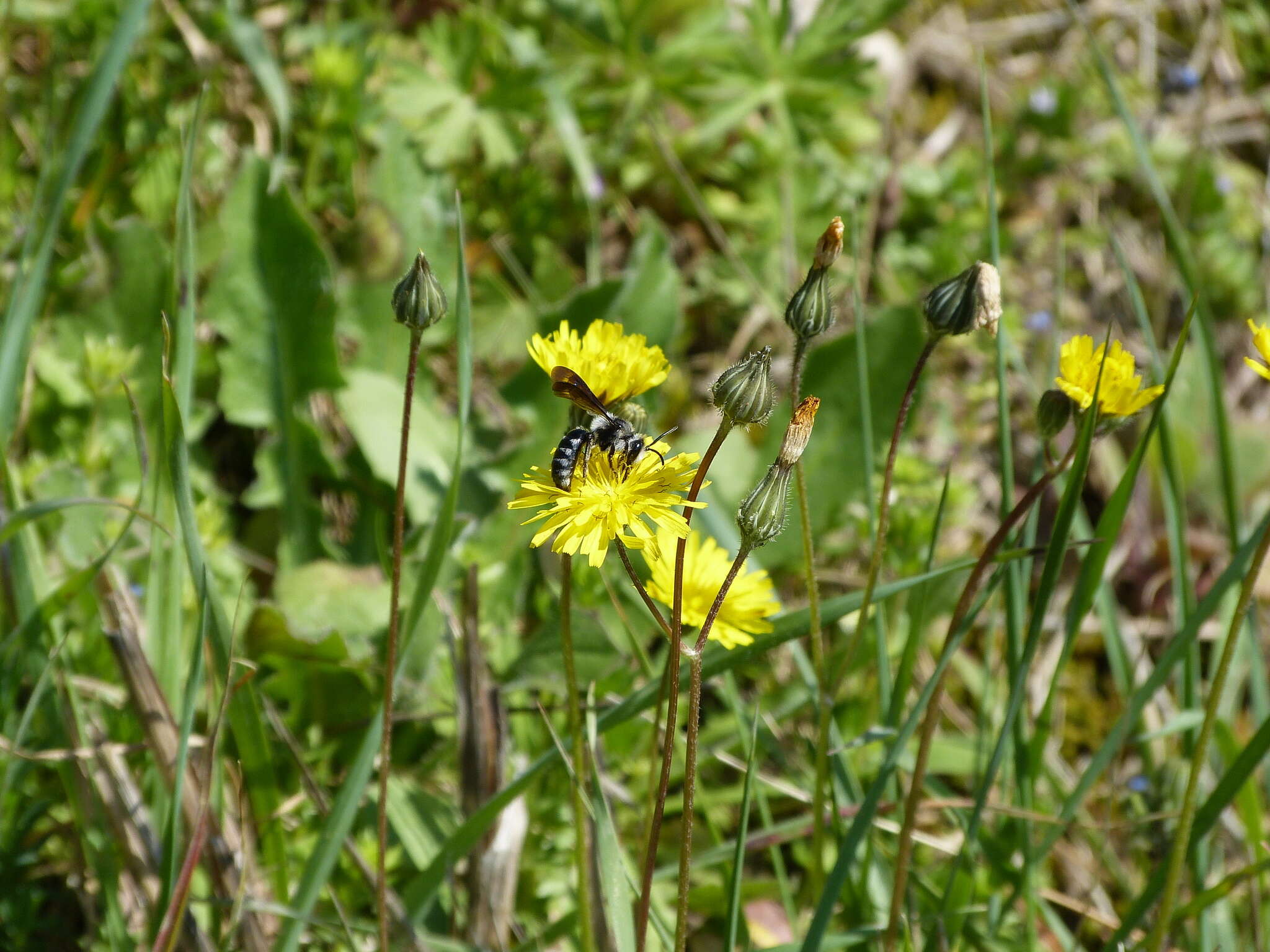 Image of Andrena agilissima (Scopoli 1770)