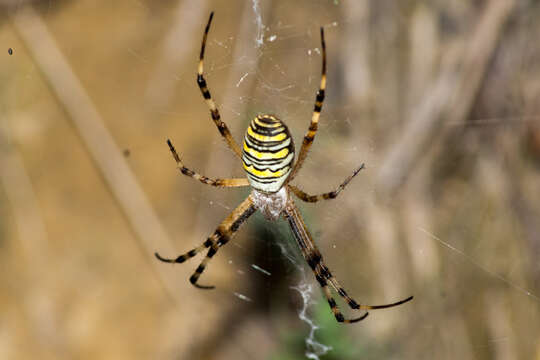 Image of Barbary Spider