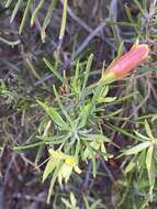 Image of Eremophila oldfieldii subsp. angustifolia (S. Moore) Chinnock