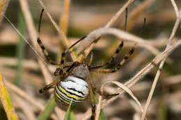 Image of Barbary Spider