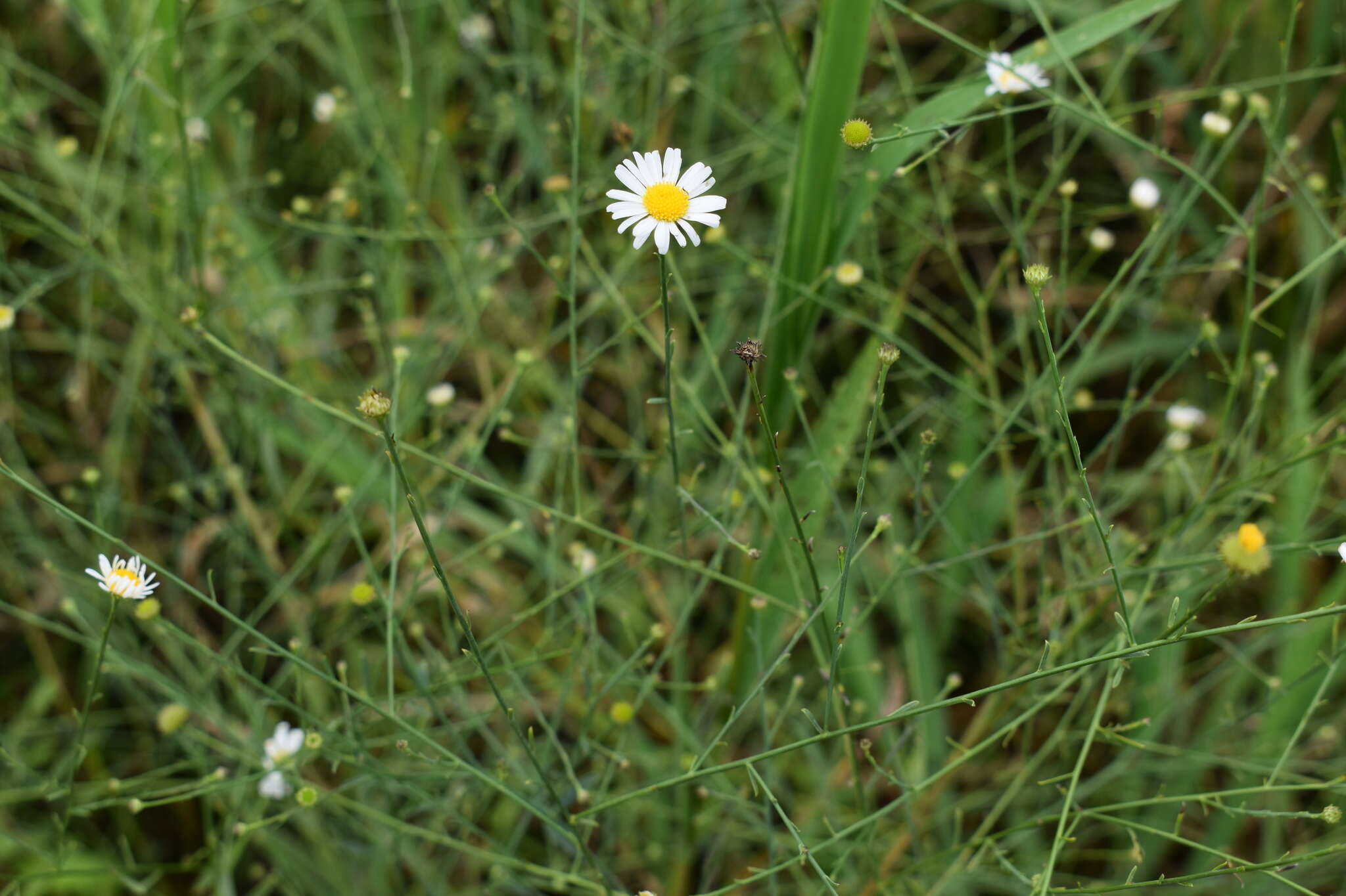 Image of Small-Head Doll's Daisy