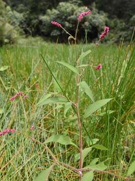 Image of Persicaria viscosa (Buch.-Ham. ex D. Don) H. Gross ex Nakai