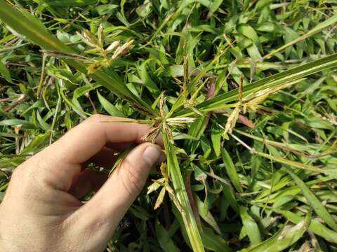 Image of Roadside Flat Sedge