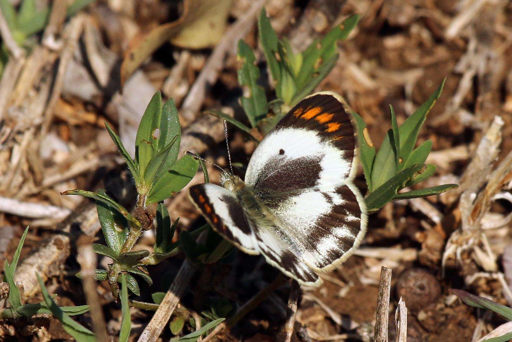 Слика од Colotis pallene (Hopffer 1855)