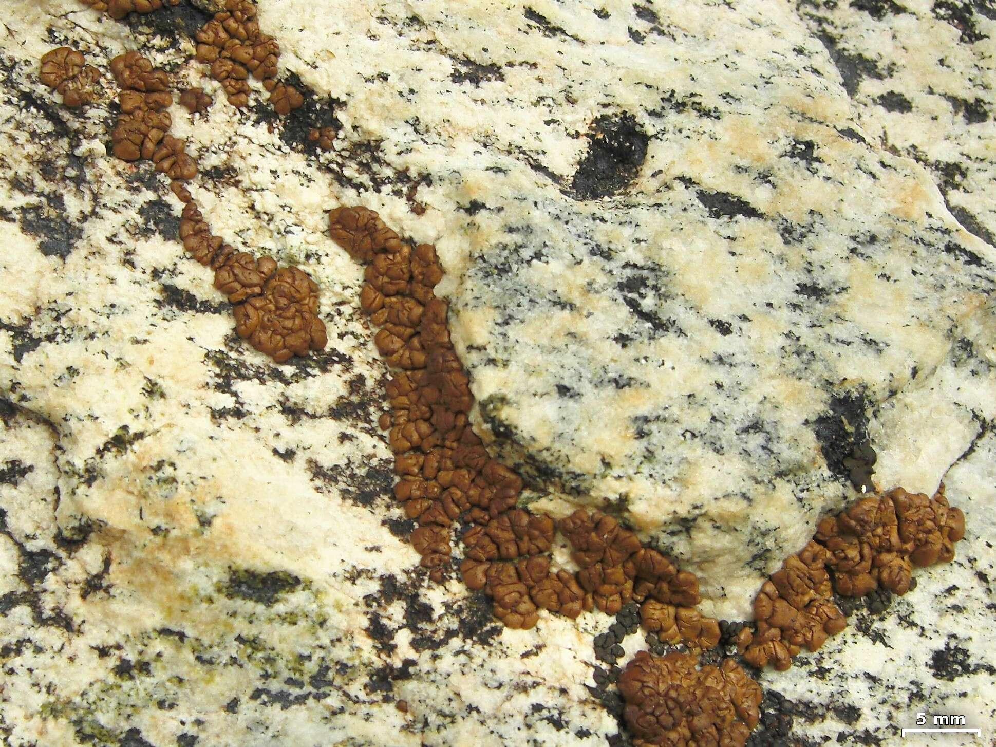 Image of cracked lichen