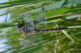 Image of Yellow-spotted Emerald