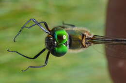 Image of Yellow-spotted Emerald