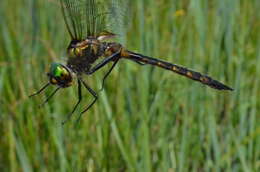 Image of Yellow-spotted Emerald