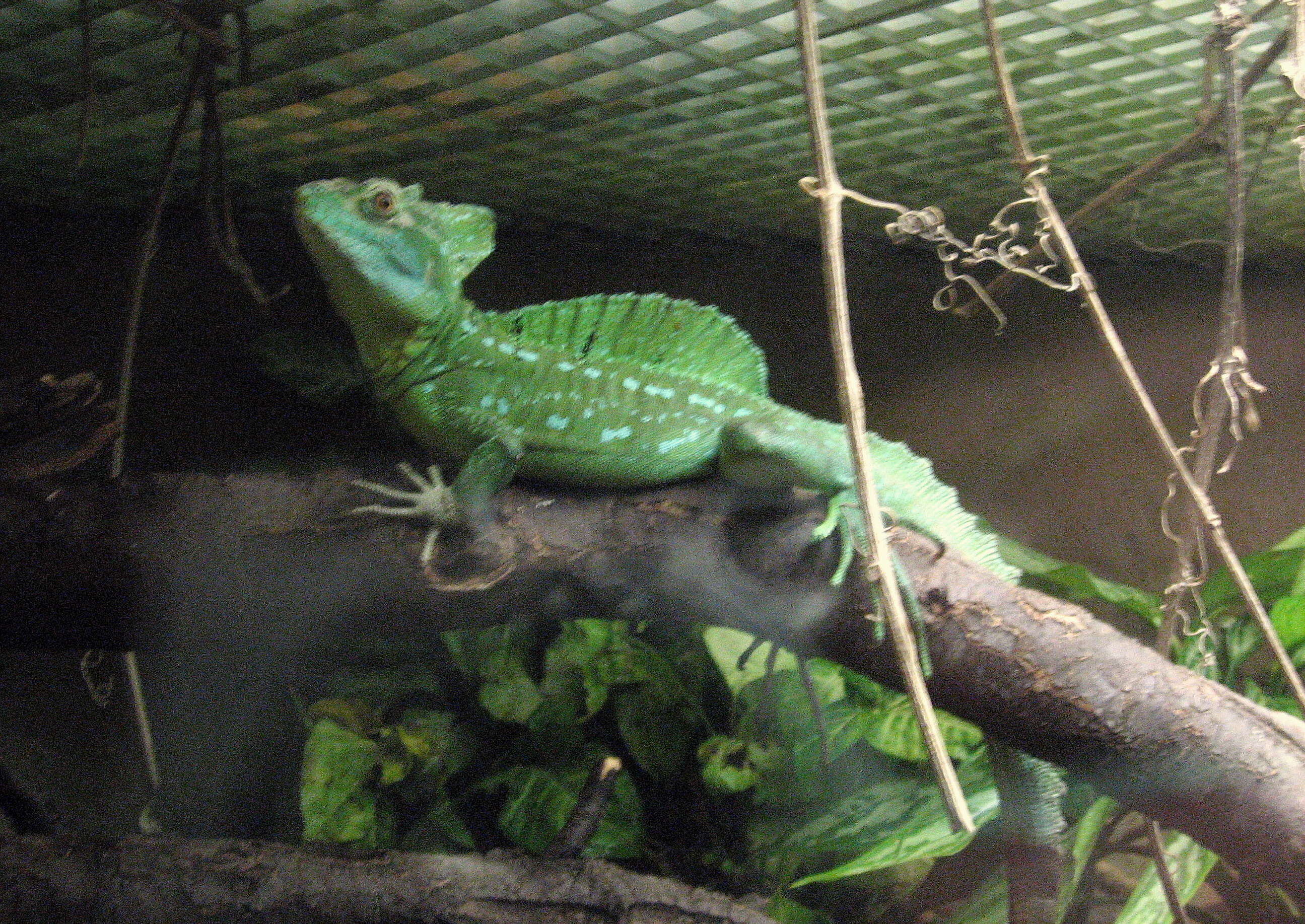 Image of Green Basilisk