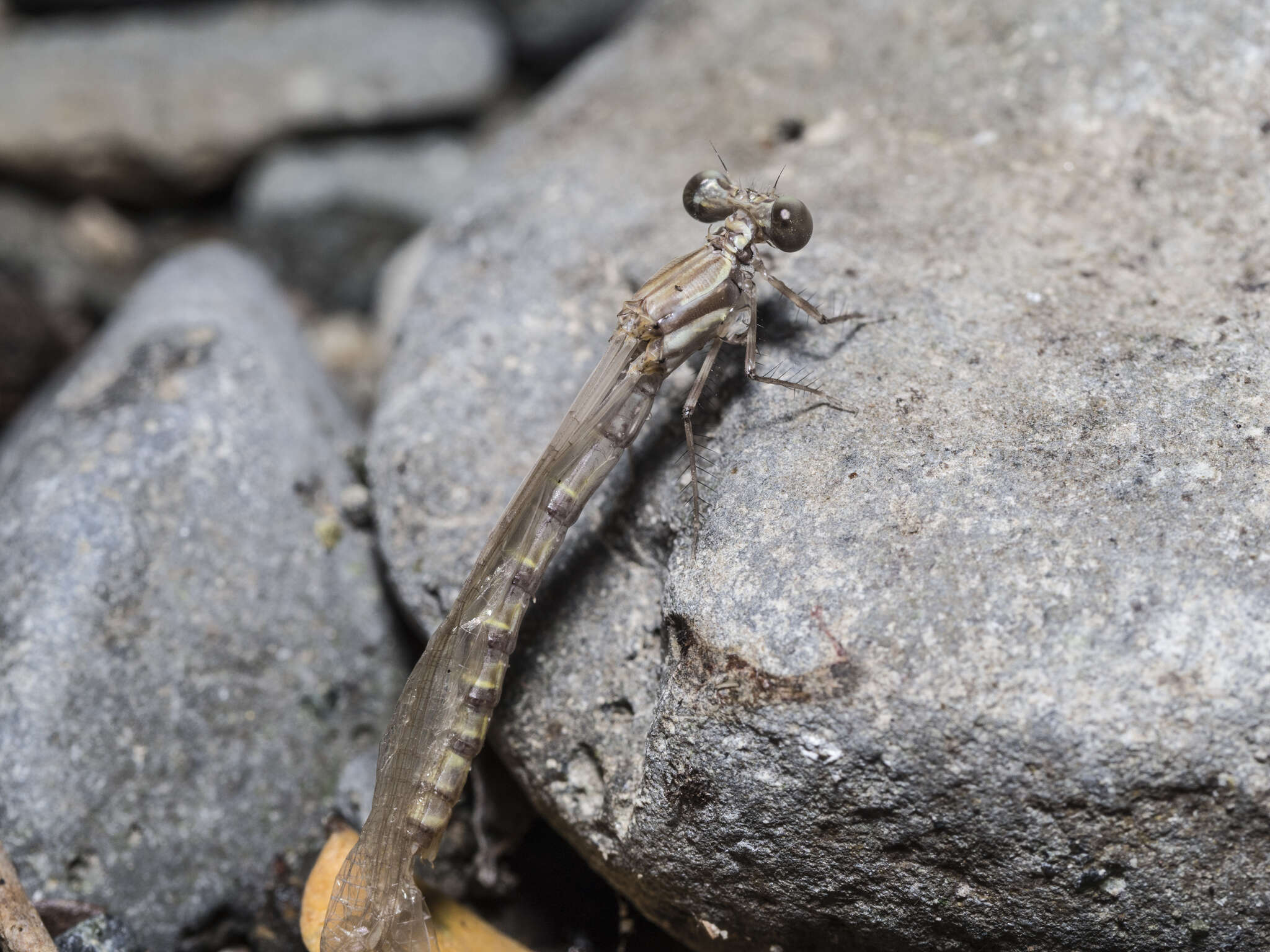 Image of Nososticta impercepta Seehausen & Theischinger 2017