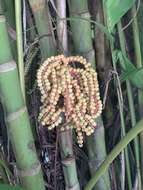 Image of Ivory cane palm