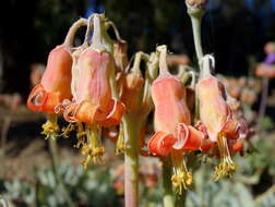 Image of pig's ear