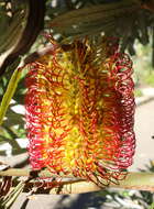 Image of Banksia littoralis R. Br.