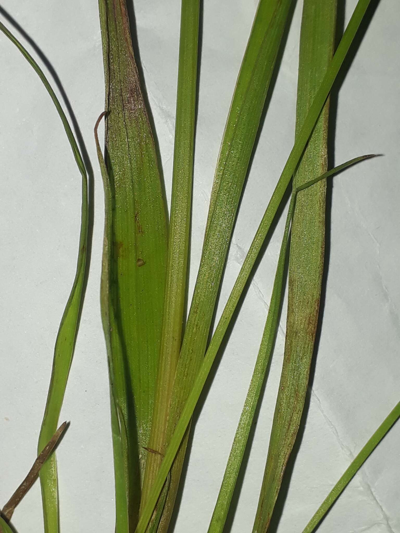 Juncus planifolius R. Br.的圖片