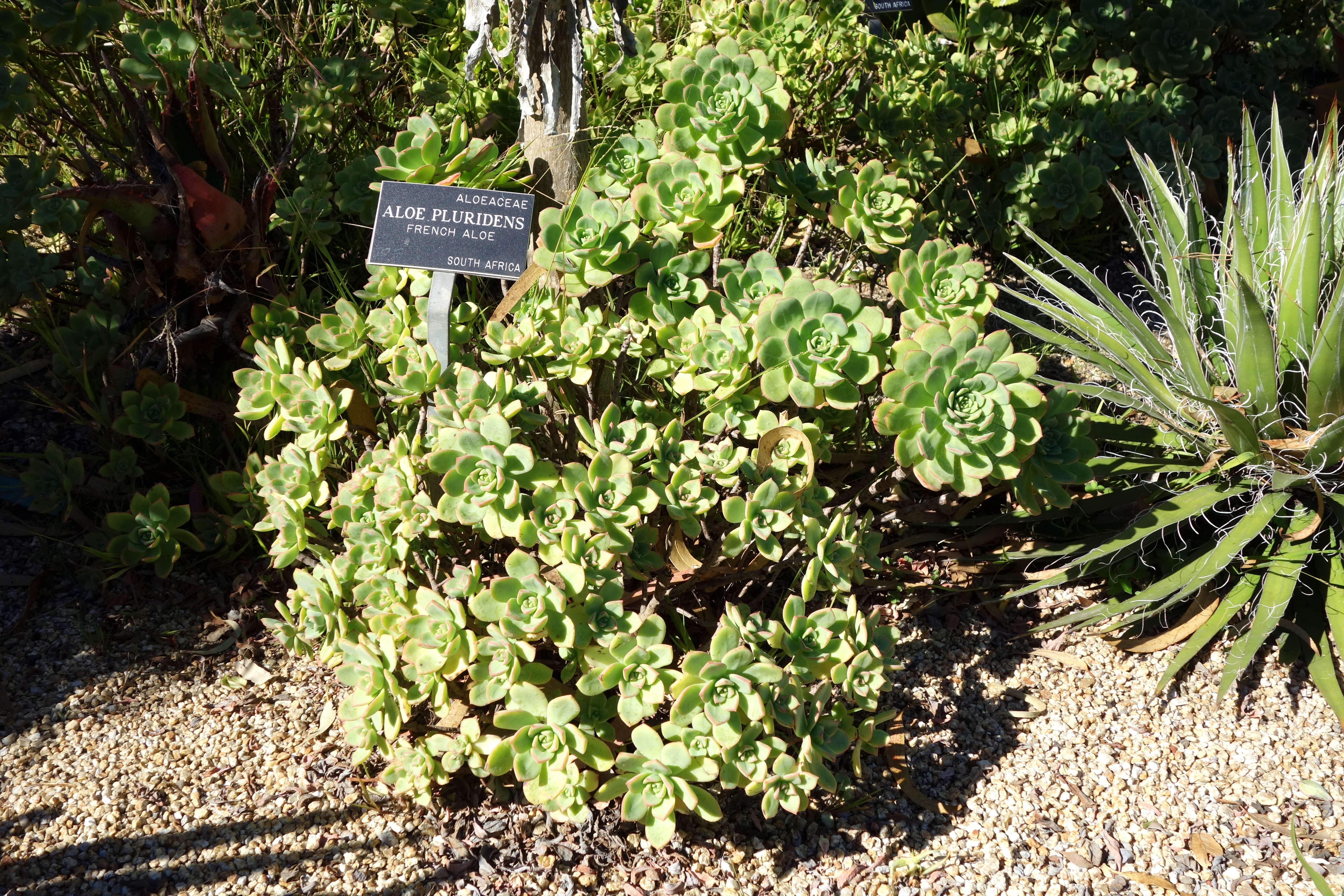 Image of Aloe pluridens Haw.