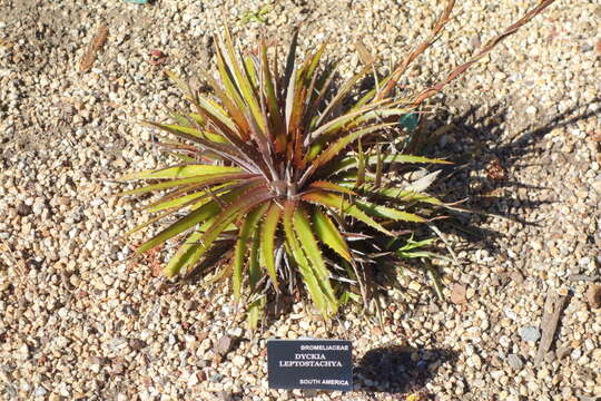 صورة Dyckia leptostachya Baker