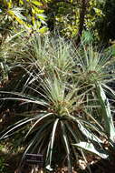 Image of Puya berteroniana Mez