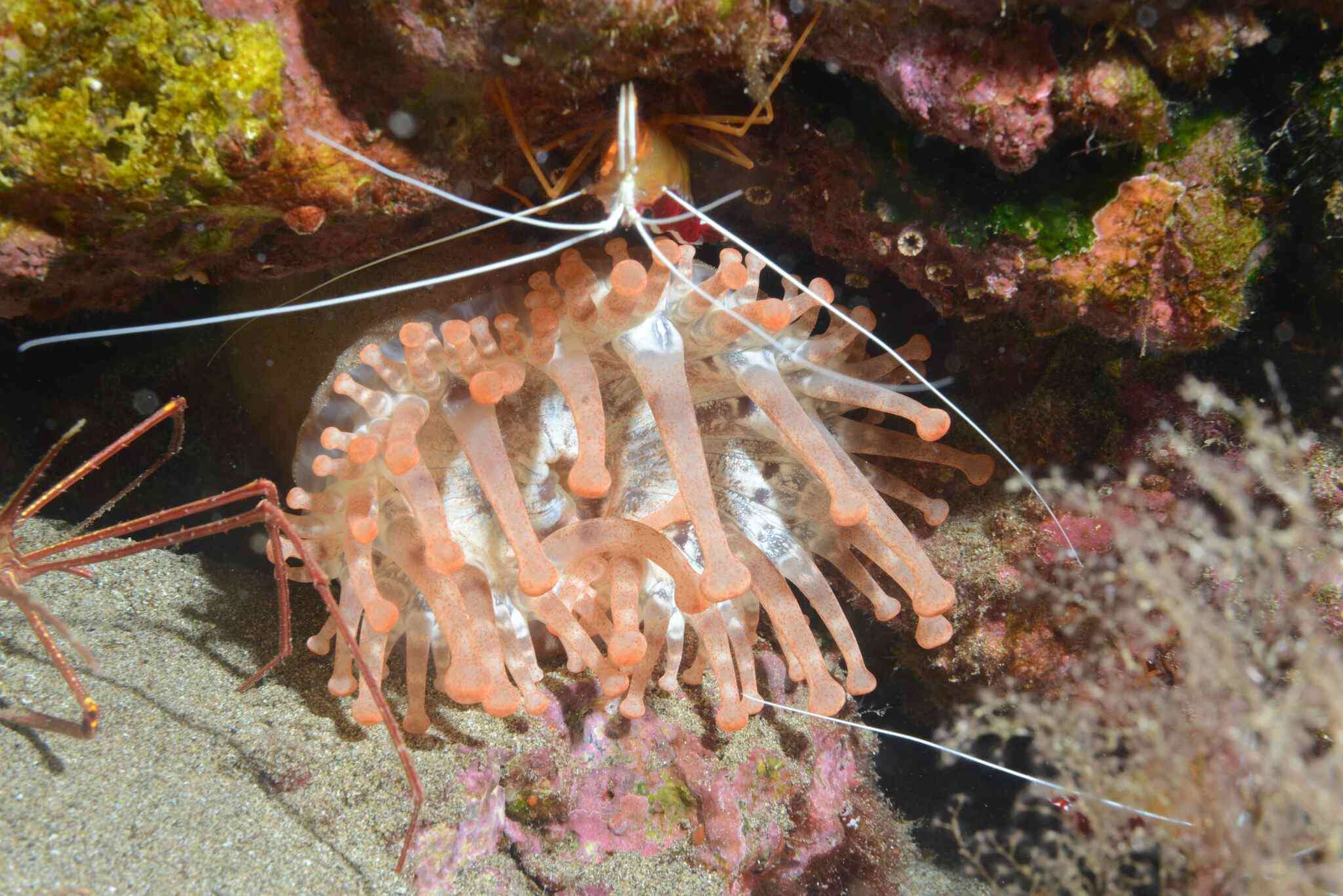 Image of blunt-tentacled anemone