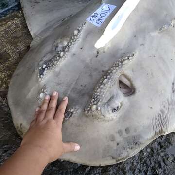 Image of bowmouth guitarfish