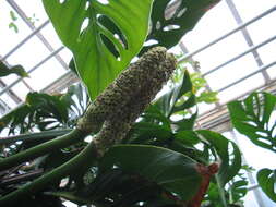 Image of Adanson's monstera